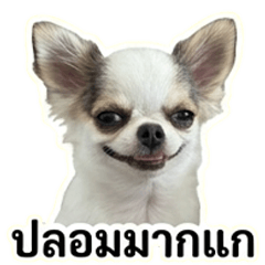 Pet Ideas by Wasana