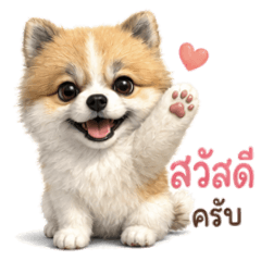 Latte the Derpy Pom