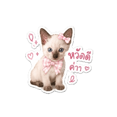 Nong Cha-Nom cute cat by P'Nam