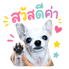 Beauty Dog's