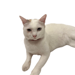 Aoun Mood Cat
