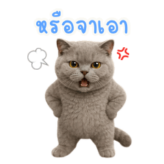 Cotton_Cute_Kaitoon01