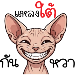 แมวสฟิงซ์_แหลงใต้กันหวา_1