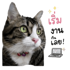 Working cat daily