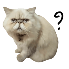 Meow gao gao v.1