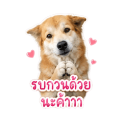 Kaem.nts_20260608150827