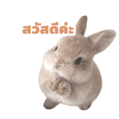 Mni-Rabbip
