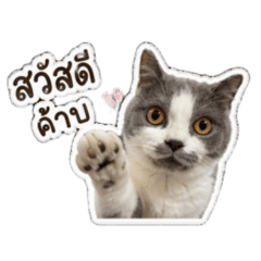Charcoal the dizzy cat
