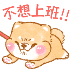 Unmotivated Shiba Inu(tw)