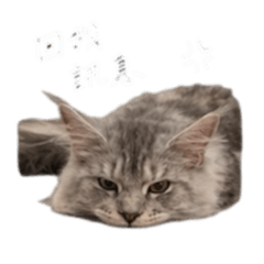 Kubi懶人包