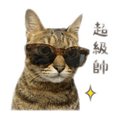 萊萊的墨鏡生活