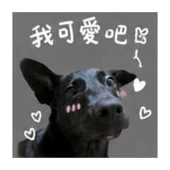旺財財