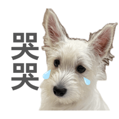 Snowball the westie 02