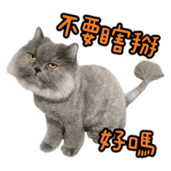 跩喵泡芙有話說