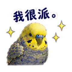 虎皮鸚鵡《小八＆酷吉 很派欸》