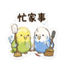 虎皮鸚鵡情侶報備專用貼圖3