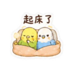 虎皮鸚鵡情侶報備專用