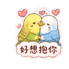 虎皮鸚鵡情侶報備專用貼圖4