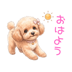 Fluffy Toy Poodle Cocoa[Daily Greetings]