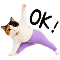 ヨガをする三毛猫まるちゃん