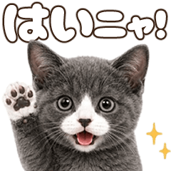 Honwaka cat's daily life