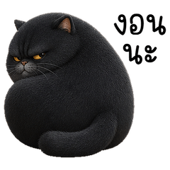 Black Grumpy Chubby Cat