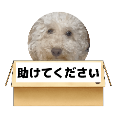Toko_20260623173349