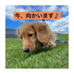 Dachshund "niji"_20260623194249