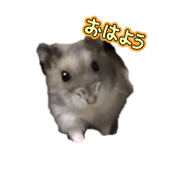 おもちスタンプハム