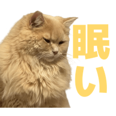 Ryu_20260623205459