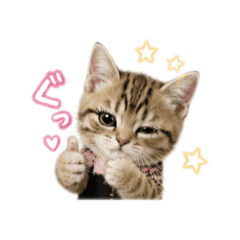 Gal cat is life day.
