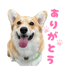 mugicha_20260623212011