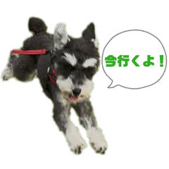 yu_minischnagonta3