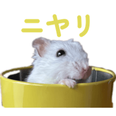 Lovehamster_20260623220720