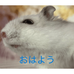 hamu_20260623221721