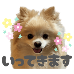 PomeranianMaro2
