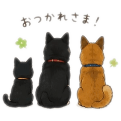 2dogs and cat