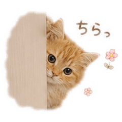 cat_20260624005332