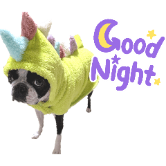 Greetings with Boston Terrier Muggy.