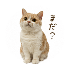 mau_20260623214506