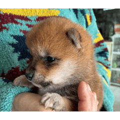 Shiba Inu's daily life s