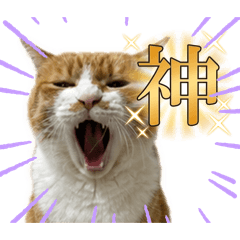 yomomo_20260624105219