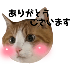 fukuchan_20260624122827
