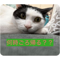 mimi_20260624133611