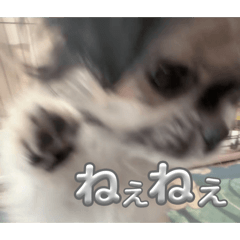 Suicachan_20260624134143