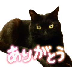 tintaro_20260624134045