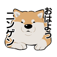 Chubby Shiba ken