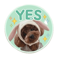 Everyday life of a fluffy toy poodle m
