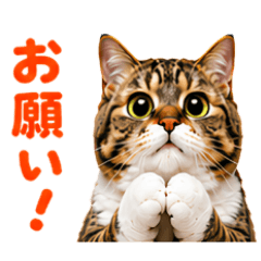 Funny Tabby Cat Stickers