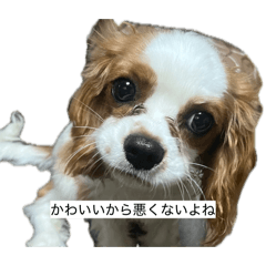 nmnm_20260624214407